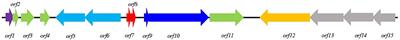 Efficient Exploitation of Multiple Novel Bacteriocins by Combination of Complete Genome and Peptidome